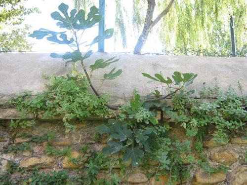 Fotos mas valoradas » Foto de arboleo - Galería: pasos por el parque - Fotografía: higuera