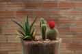 Foto galera: Cactus urbano