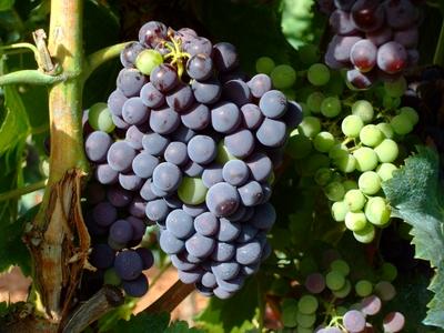 Fotos menos valoradas &raquo; Foto de Iv�n - Galer&iacute;a: Frutas y Flores - Fotograf&iacute;a: Uvas de la Vi�a