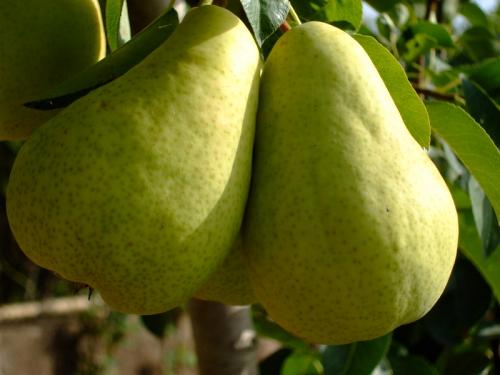 Fotos menos valoradas &raquo; Foto de Iv�n - Galer&iacute;a: Frutas y Flores - Fotograf&iacute;a: Peras de la Huerta