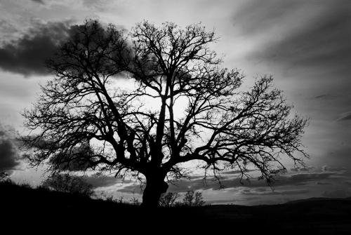 Fotos mas valoradas » Foto de DAVFOTO* - Galería: Natural - Fotografía: Silueta