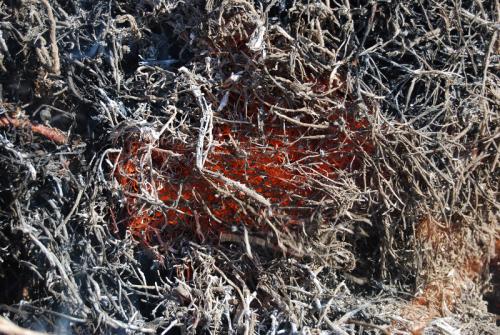 Fotos mas valoradas » Foto de Carlos Contreras - Galería: Un da en el campo - Fotografía: Lumbre