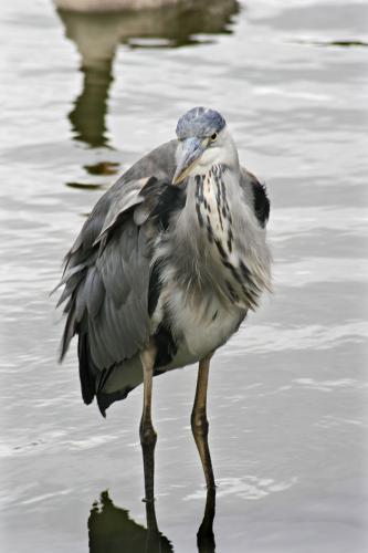Fotos mas valoradas » Foto de Manel Puigcerver - Galería: Fotos de naturaleza (II) - Fotografía: Ardea cinerea