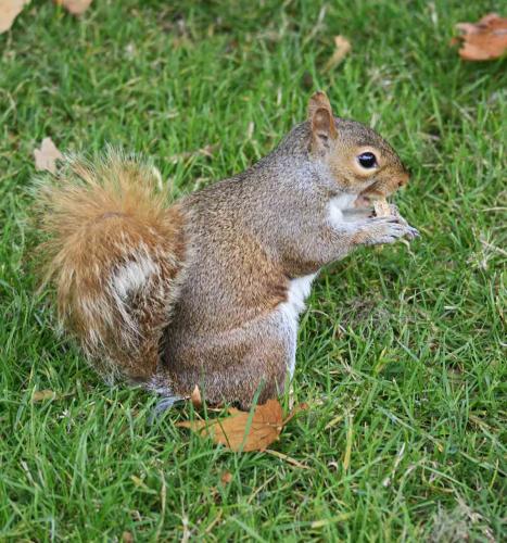 Fotos mas valoradas » Foto de Manel Puigcerver - Galería: Fotos de naturaleza (II) - Fotografía: Sciurus carolinens