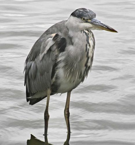 Fotos mas valoradas » Foto de Manel Puigcerver - Galería: Fotos de naturaleza (II) - Fotografía: Ardea cinerea (II)