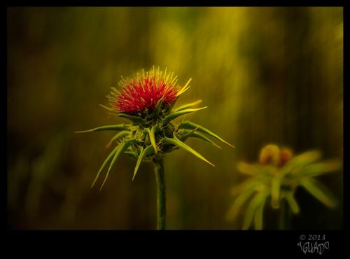 Fotografías menos votadas » Autor: La Bombonera de Zanoni - Galería: Fotografa botnica - Fotografía: 