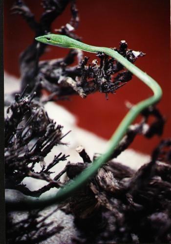 Fotos menos valoradas &raquo; Foto de Chema - Galer&iacute;a: Vision de la naturaleza - Fotograf&iacute;a: En verde