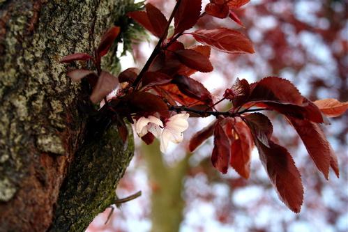 Fotografías mas votadas » Autor: jose daniel - Galería: naturaleza - Fotografía: en flor