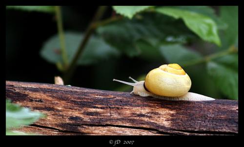 Fotografías mas votadas » Autor: jose daniel - Galería: naturaleza - Fotografía: TRANSLUCIDO