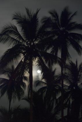 Fotos mas valoradas » Foto de javier camacho - Galería: mis viajes - Fotografía: luna salvaje