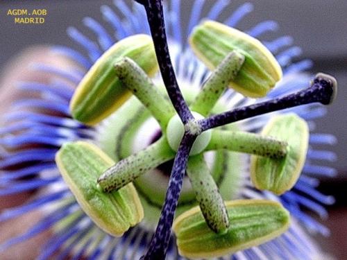 Fotos mas valoradas » Foto de Oliva - Galería: Flor viva - Fotografía: Polen de pasion