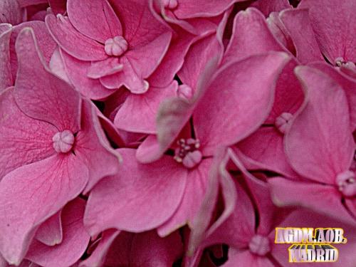 Fotos mas valoradas » Foto de Oliva - Galería: Flor viva - Fotografía: Hortensia