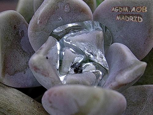 Fotos menos valoradas » Foto de Oliva - Galería: Flor viva - Fotografía: Hidratacion crasa