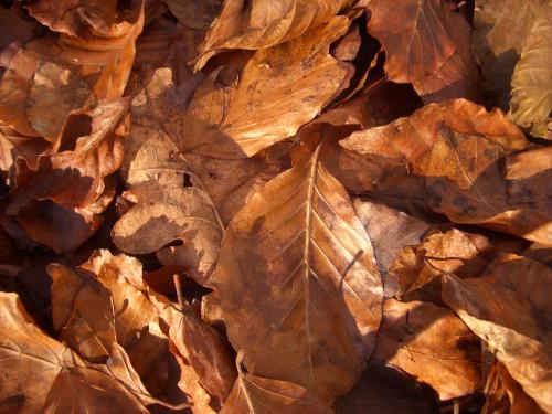 Fotos mas valoradas » Foto de Arnau Selga - Galería: Textures - Fotografía: 