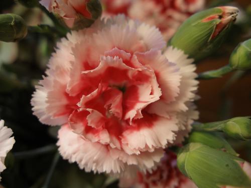 Fotos menos valoradas » Foto de Arnau Selga - Galería: Textures - Fotografía: Flor