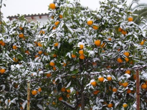 Fotos mas valoradas &raquo; Foto de treslilas - Galer&iacute;a: mallorca - Fotograf&iacute;a: frescas