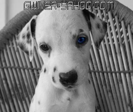 Fotos mas valoradas » Foto de HHH - Galería: Retratos - Fotografía: Azul