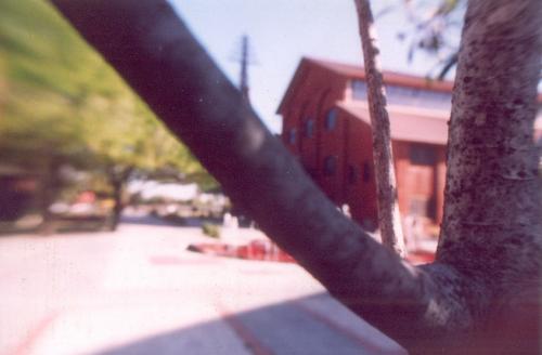 Fotos mas valoradas » Foto de PL - Galería: de paseo en monterrey - Fotografía: arbol en movimient