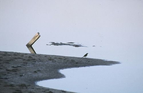 Fotos menos valoradas » Foto de Javier Sanz - Galería: Una visin intimista de la fotografia de la naturaleza - Fotografía: infinito