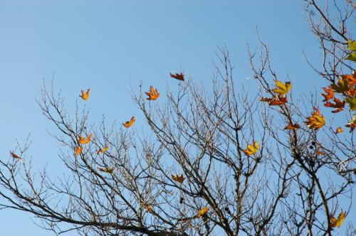 Fotos menos valoradas » Foto de ERIKA TROUBLE - Galería: Natureza - Fotografía: Outono