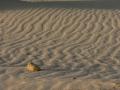 Foto galer�a: Dunas