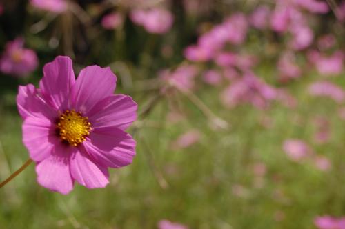 Fotos menos valoradas &raquo; Foto de isan - Galer&iacute;a: Macro naturaleza - Fotograf&iacute;a: Flor ROsa
