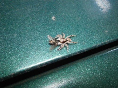 Fotografías menos votadas » Autor: jose - Galería: Insectos - Fotografía: Comida