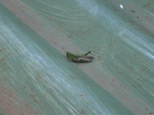 Fotograf&iacute;as menos votadas &raquo; Autor: jose - Galer&iacute;a: Insectos - Fotograf&iacute;a: Saltando