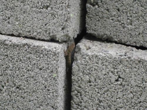 Fotograf&iacute;as menos votadas &raquo; Autor: jose - Galer&iacute;a: Insectos - Fotograf&iacute;a: Jugando escondido