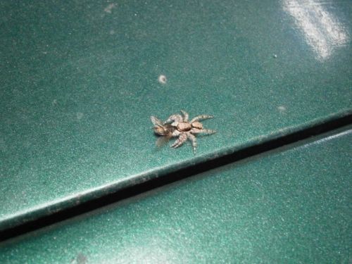 Fotograf&iacute;as menos votadas &raquo; Autor: jose - Galer&iacute;a: Insectos - Fotograf&iacute;a: Comida II