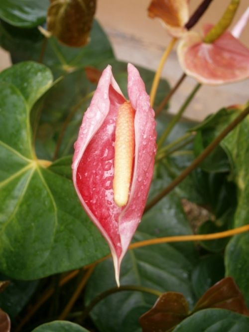 Fotografías menos votadas » Autor: jose - Galería: Flora - Fotografía: 