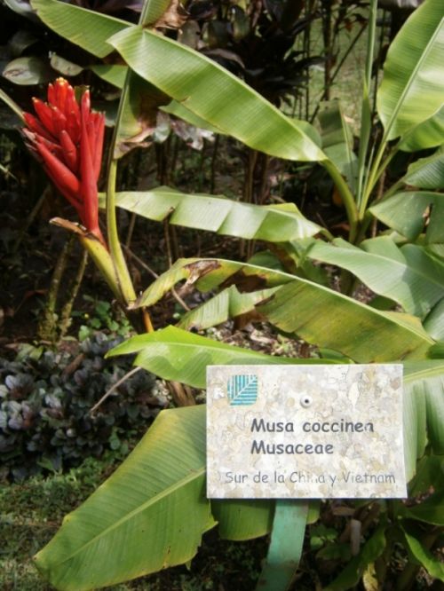 Fotograf&iacute;as menos votadas &raquo; Autor: jose - Galer&iacute;a: Flora - Fotograf&iacute;a: Musa coccinea