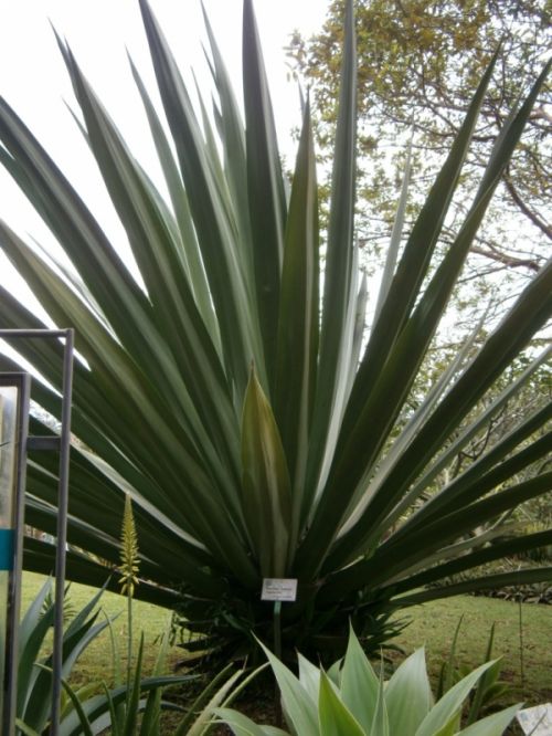 Fotograf&iacute;as menos votadas &raquo; Autor: jose - Galer&iacute;a: Flora - Fotograf&iacute;a: Furcraea cabuya