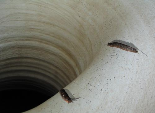 Fotos menos valoradas » Foto de Roi Taboada Vida - Galería: Memoria Visual - Fotografía: Limaes et Vase